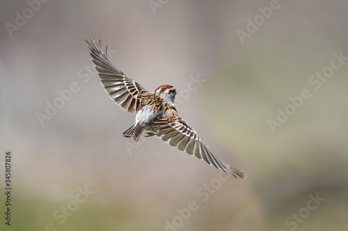Chipping sparrow in flight