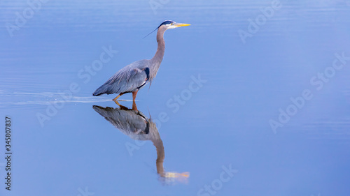 Blue Heron wading in the Pacific waters for fish © David