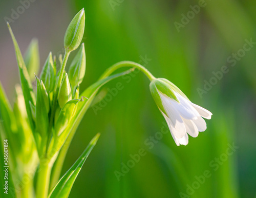 Stellaria holostea