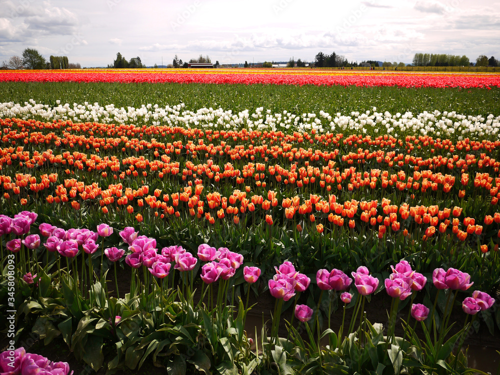 The Skagit Valley Tulip Festival is a Tulip festival in the Skagit Valley of Washington state, United States.