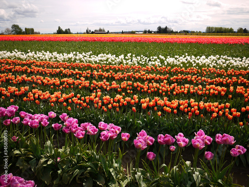 The Skagit Valley Tulip Festival is a Tulip festival in the Skagit Valley of Washington state  United States.