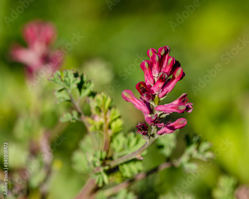 fumaria officinalis