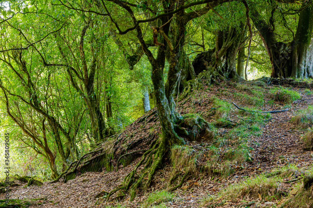 Obraz premium Native section of farmland in New Zealand 