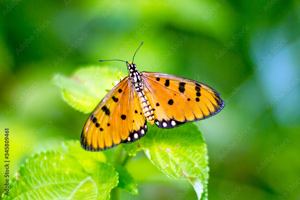 butterfly on a flower butterfly on a flower