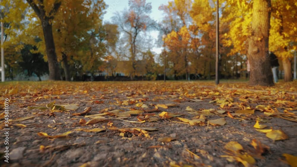 Beautiful colorful leaves lies on the road in the autumn park. Bench in autumn park. Beautiful colorful leaves lies on the road in the autumn park. Bench in autumn park.