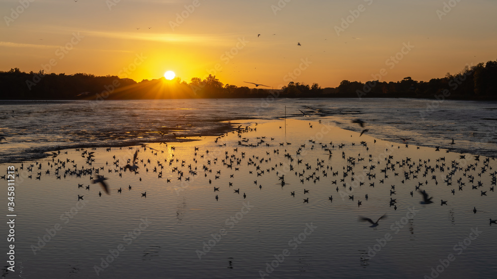 Partly drained lake, sunset and birds in the water and in the sky