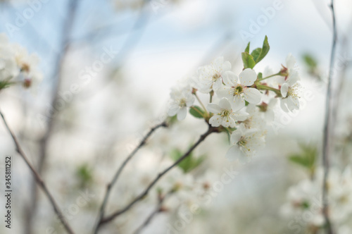 Blooming cherry orchards in May. White flower branch in spring  close-up selective focus