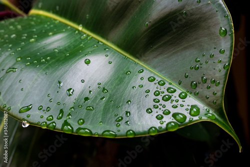 Raindrops coat the surface of a rubber tree leaf photo