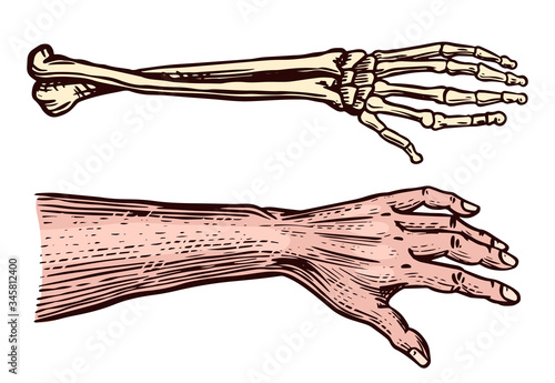 Human and Skeleton hands. Bony arm. Drawn engraved monochrome vintage biology sketch. Vector illustration for medicine poster or banners.