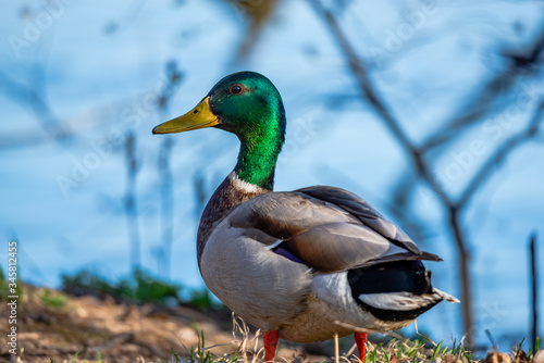 Wild duck near the river 