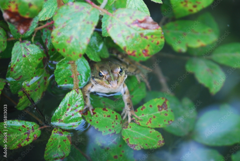 Happy Frog in Pond Portrait Happy Frog in Pond Portrait