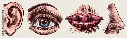 Organs anatomy illustration. Face detailed kiss or lips and ear, eye or view, look with nose. Human biology in vintage style. Engraved hand drawn in old sketch.