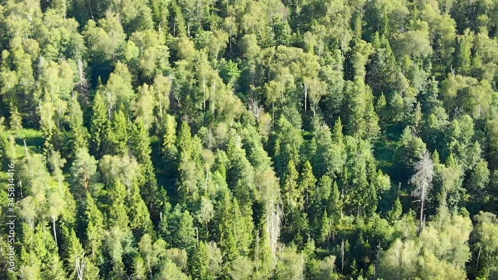 Wilderness area, grown with variety of trees, primarily evergreen conifers Wilderness area, grown with variety of trees, primarily evergreen conifers