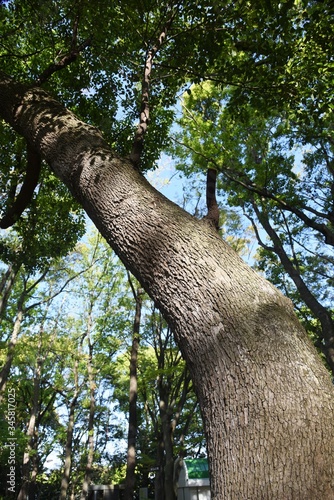 Photo Camphor tree bark and leaves / Lauraceae evergreen tall tree