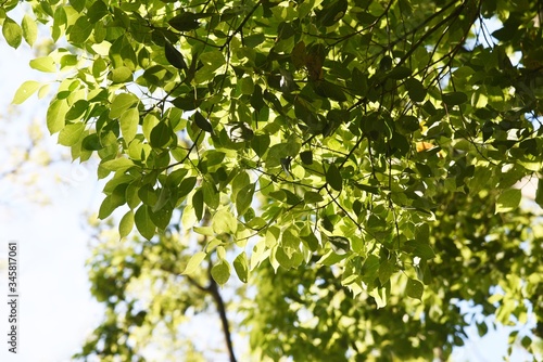 Slika na platnu Camphor tree bark and leaves / Lauraceae evergreen tall tree