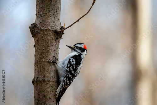 Downy woodpecker in the city park 