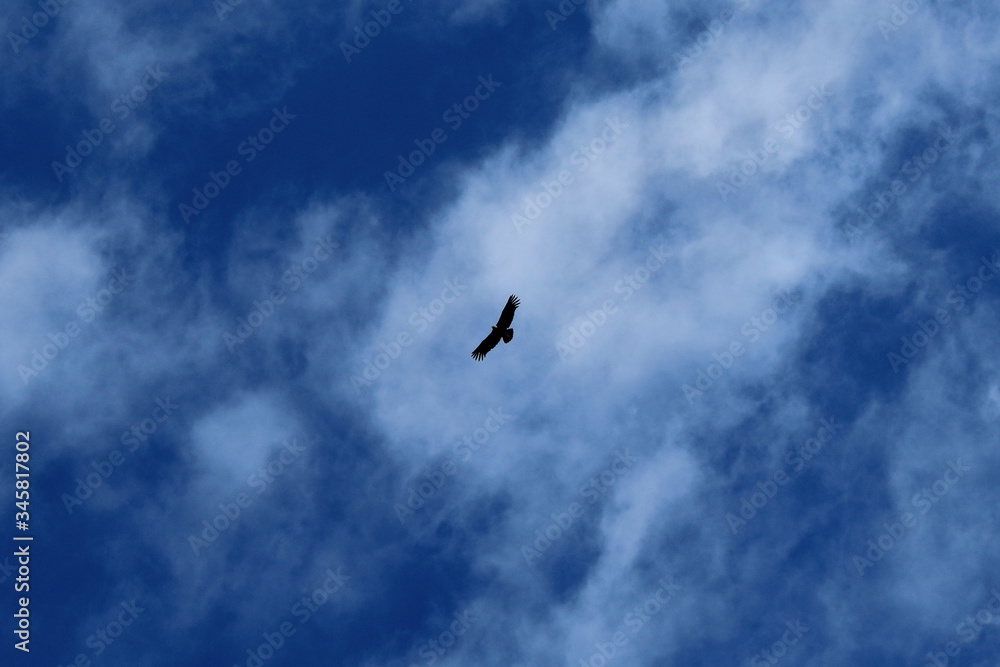 Cóndor volando en Mirador de Cóndores. Cajon del Maipo, RM, Chile. Cóndor volando en Mirador de Cóndores. Cajon del Maipo, RM, Chile.