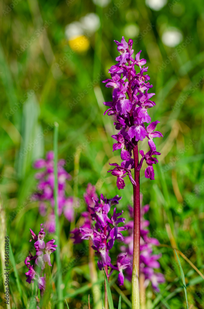 Obraz premium wild Orchidaceae