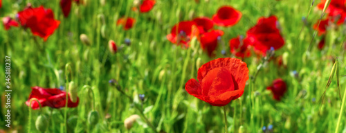 Close-up of a large and bright red poppy flower in a green field in summer sunlight © EKH-Pictures