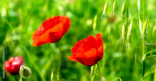 Close-up of a large and bright red poppy flower in a green field in summer sunlight