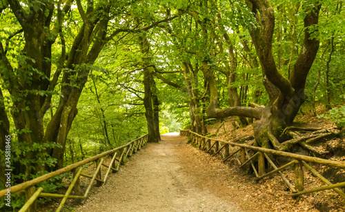 path in the forest