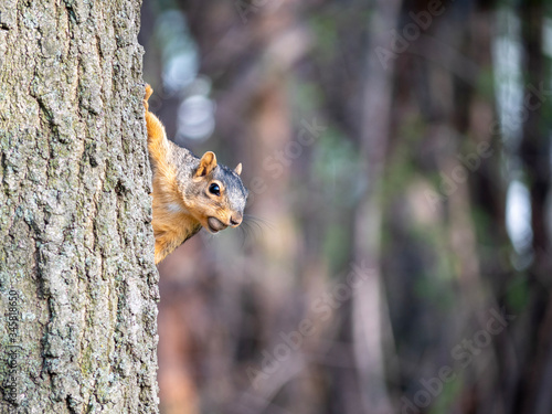 squirrel on a tree with a nut © Daniel