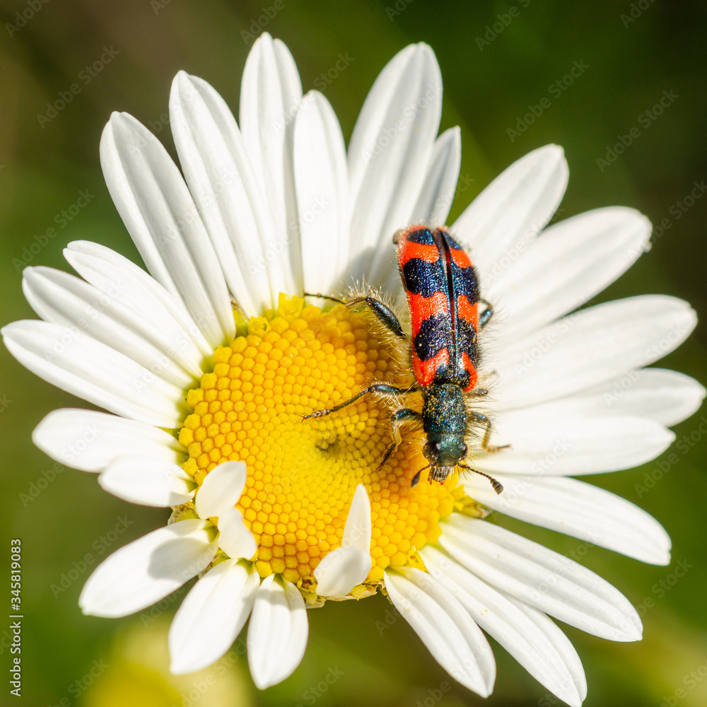 Obraz premium trichodes alvearius