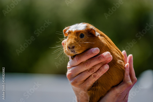 Young guinea pig