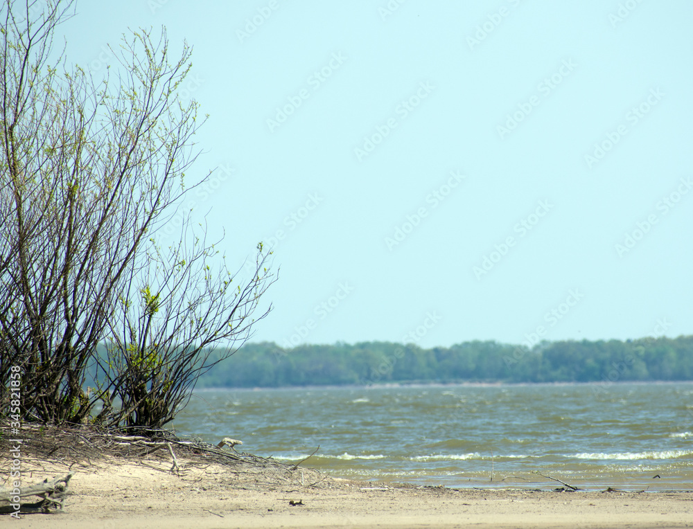Bushes and sand with water in the background. Bushes and sand with water in the background.