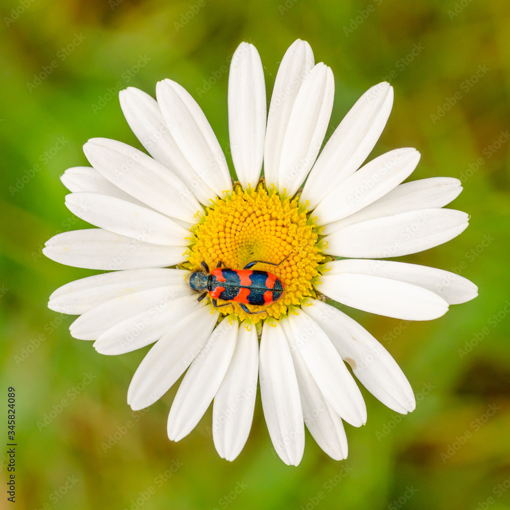 Fototapeta premium Trichodes alvearius