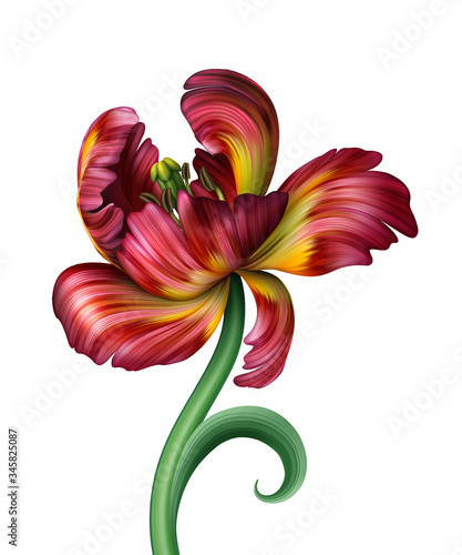 digital botanical illustration of an exotic red tulip flower with fresh green curly leaf  isolated on white background. Tropical floral clip art  detailed blossom macro