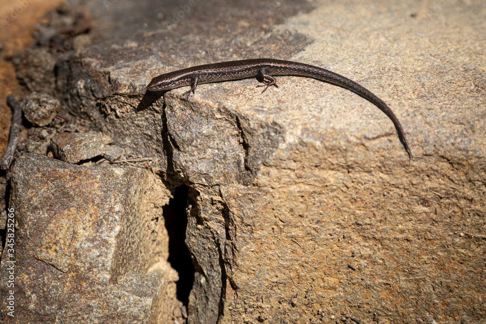 Obraz premium Lizard