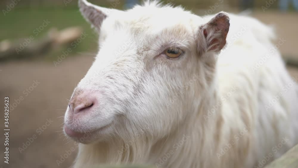 Domestic White Goat In A Farm. 4K Close-Up Footage Domestic White Goat In A Farm. 4K Close-Up Footage