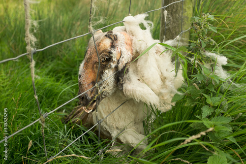 Fototapeta Naklejka Na Ścianę i Meble -  Sheep cadaver in rural England decaying afer being stuck in a fence 