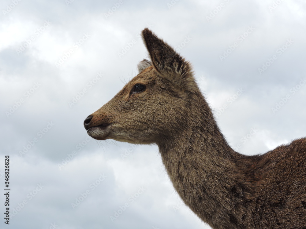 Obraz premium Venado japones