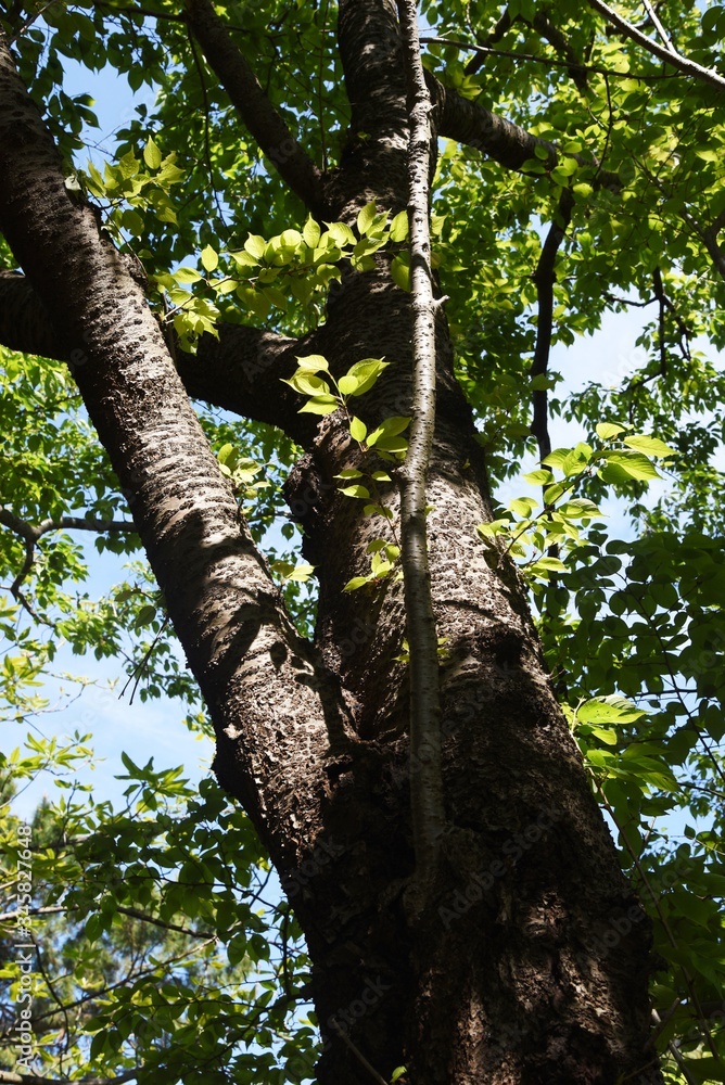 Fototapeta premium Cherry tree bark and leaves / Rosaceae deciduous tree 