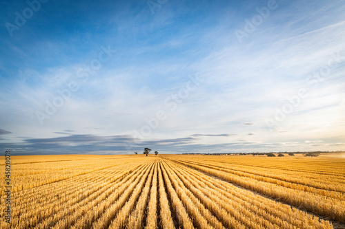 Field of wheat having been harvest shows leading into the horizon