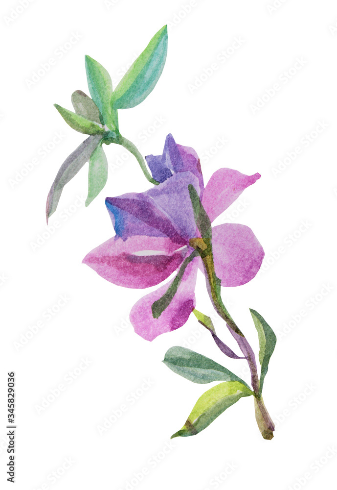 Watercolor illustration branch with green leaves and pink flower rosemary lilac isolated on white background art creative object spring time Watercolor illustration branch with green leaves and pink flower rosemary lilac isolated on white background art creative object spring time
