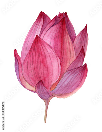 Watercolor hand-drawn pink purple bud button flower lotus isolated on white background art creative object