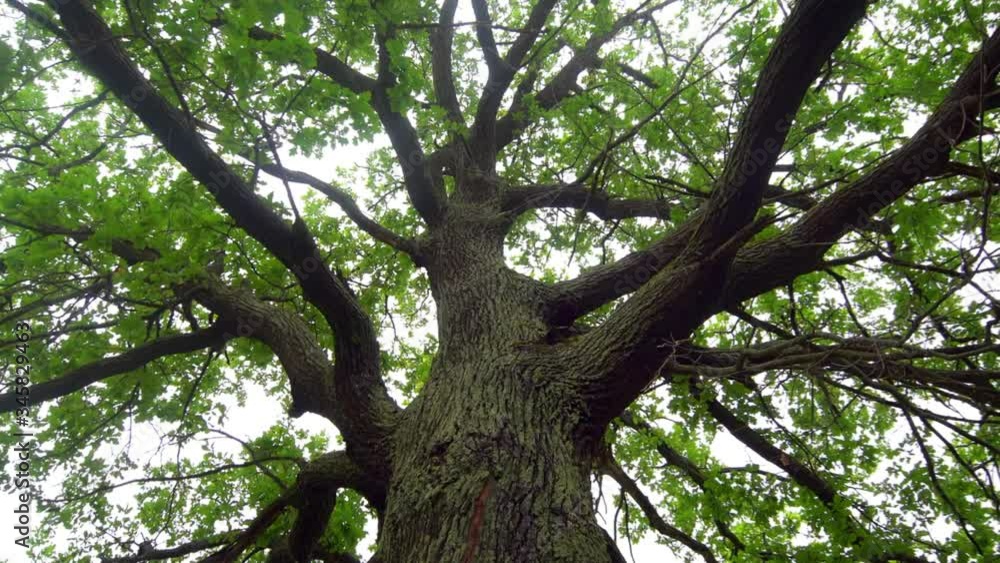 Closeup of Big, Mature Oak Tree Closeup of Big, Mature Oak Tree