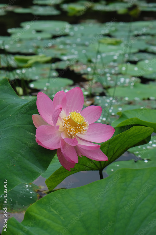 雨上がりの蓮の花 雨上がりの蓮の花