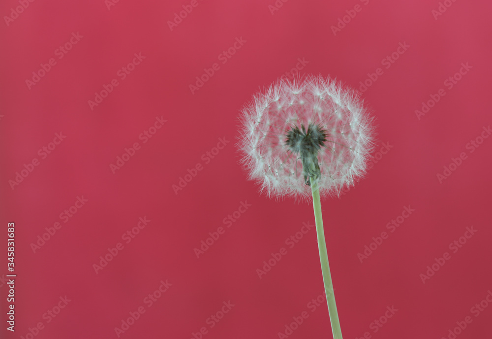 dandelion seeds on a red background