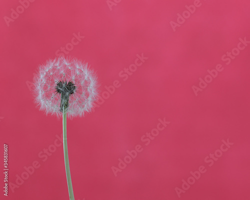 dandelion seeds on pink background