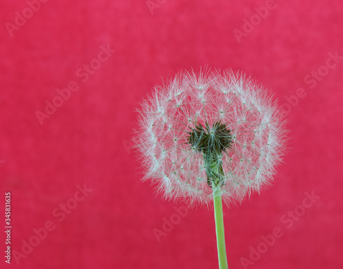 dandelion seeds on pink red background