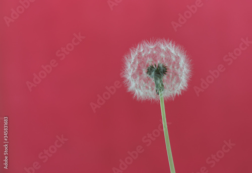 dandelion seeds on a red background