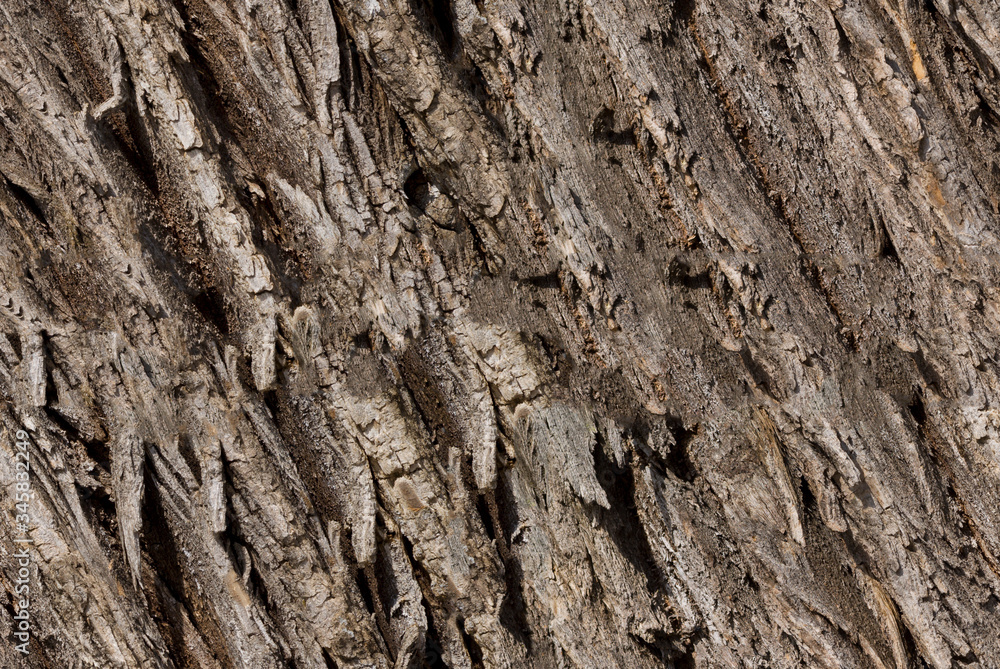 Obraz premium Bark of old tree, seamless texture.