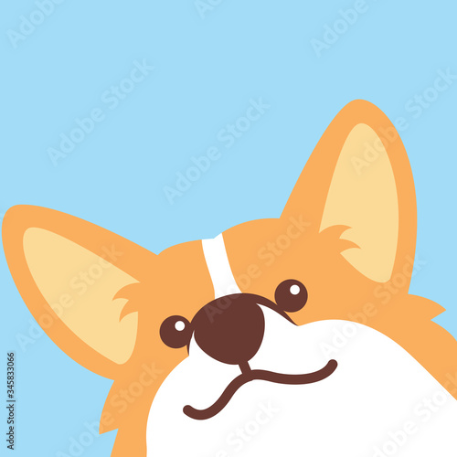 Cute corgi dog face, vector illustration