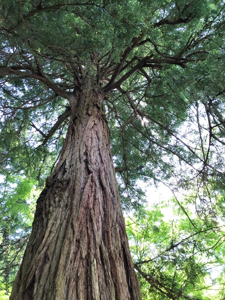 Fototapeta premium tree in the forest