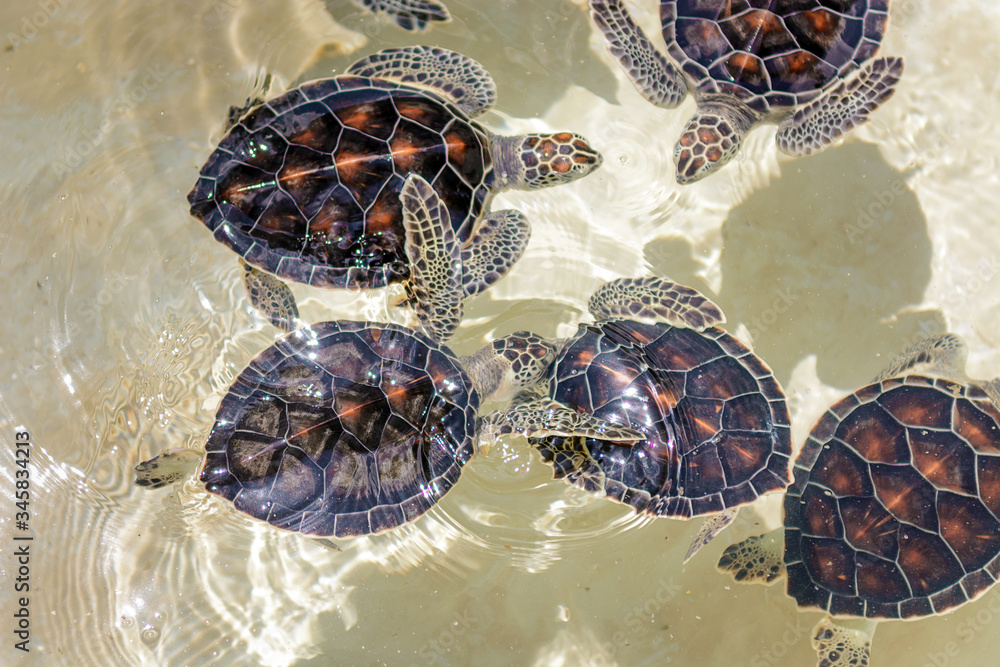 Small sea turtles in a nursery pool close-up. Small sea turtles in a nursery pool close-up.