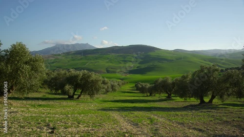 WS PAN Olive orchard and green hills